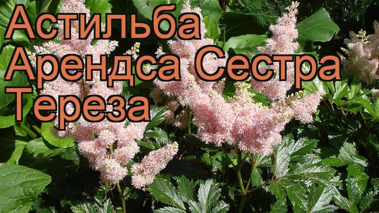 Описание астильба сестра тереза фото