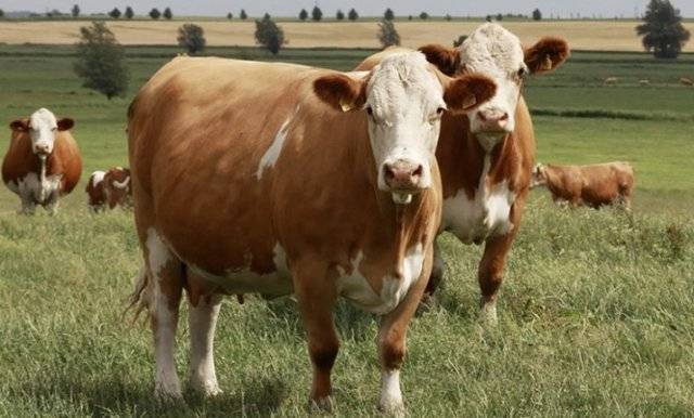 Характеристика и особенности разведения симментальской породы коров