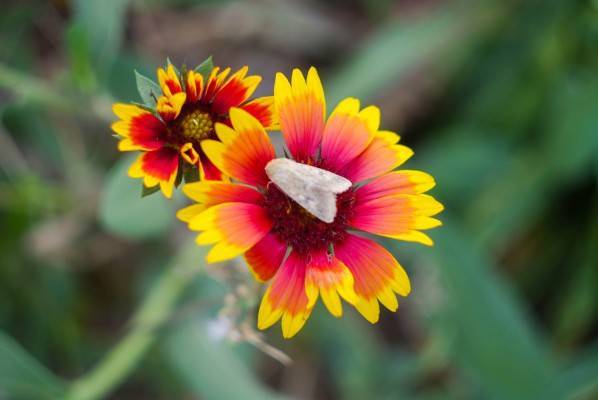 Гайлардия (53 фото): посадка цветов в открытом грунте и уход, гайлардия красивая и остистая, гибридная и крупноцветковая, выращивание из семян