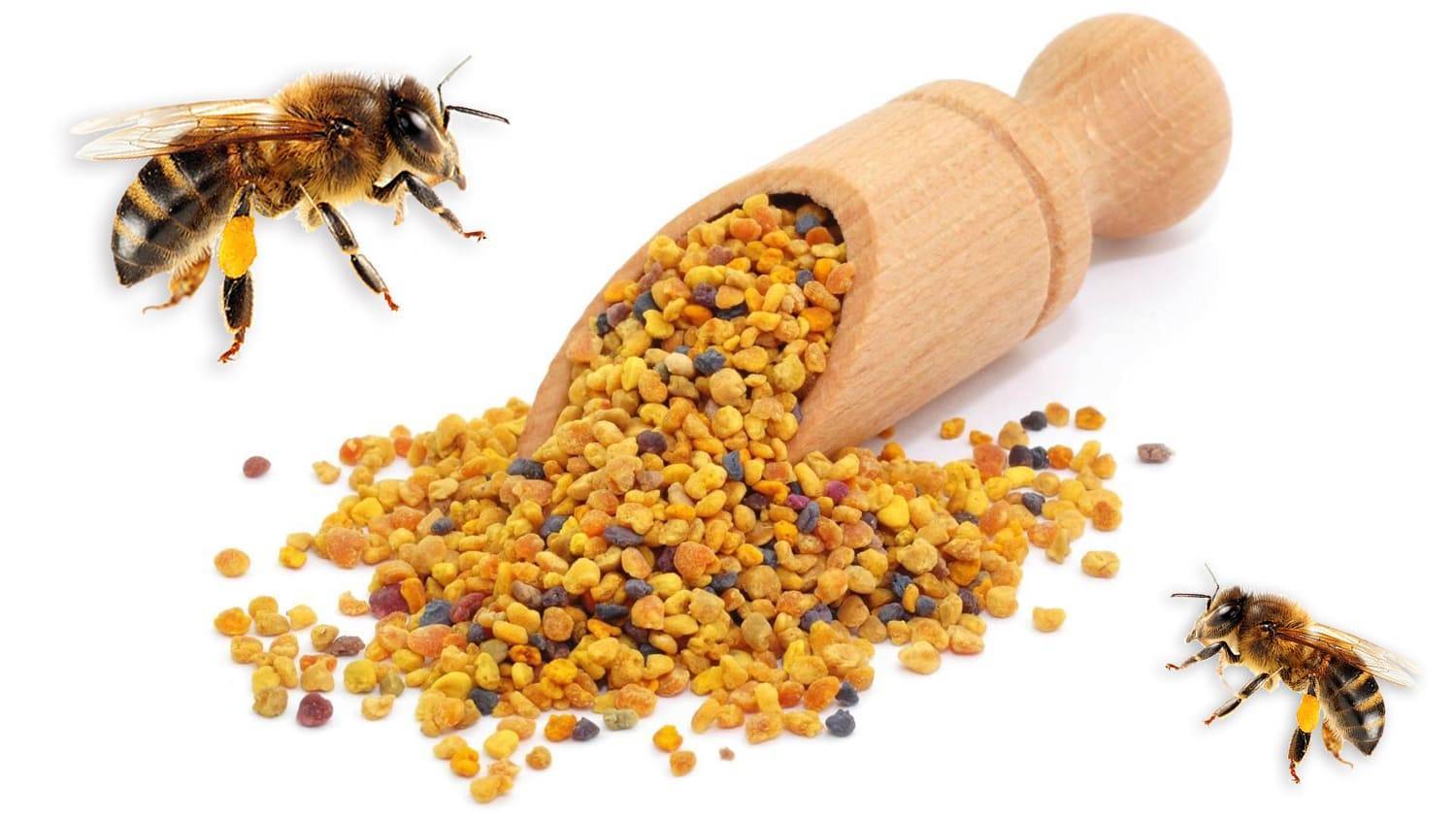 Пыльца пчелиная: полезные свойства и применение