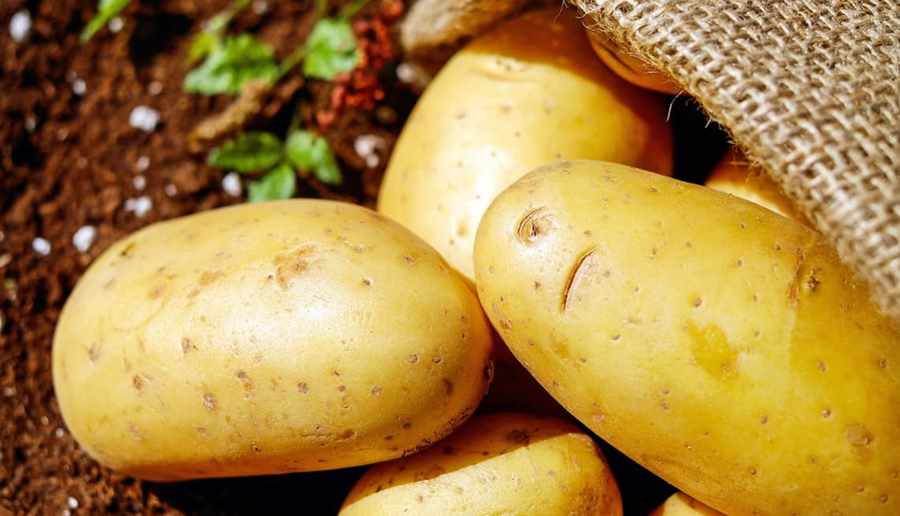 Картофель «джувел»: характеристика сорта