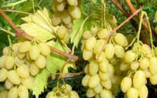 Описание сорта винограда юбилей новочеркасска: фото, видео и отзывы | vinograd-loza