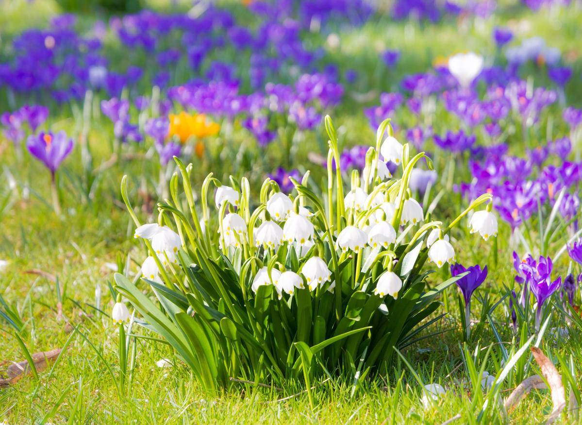 Белоцветник весенний — википедия. что такое белоцветник весенний