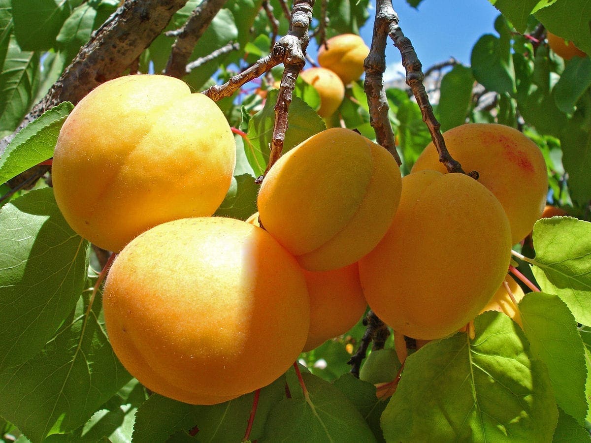 Правильная посадка абрикоса в грунт