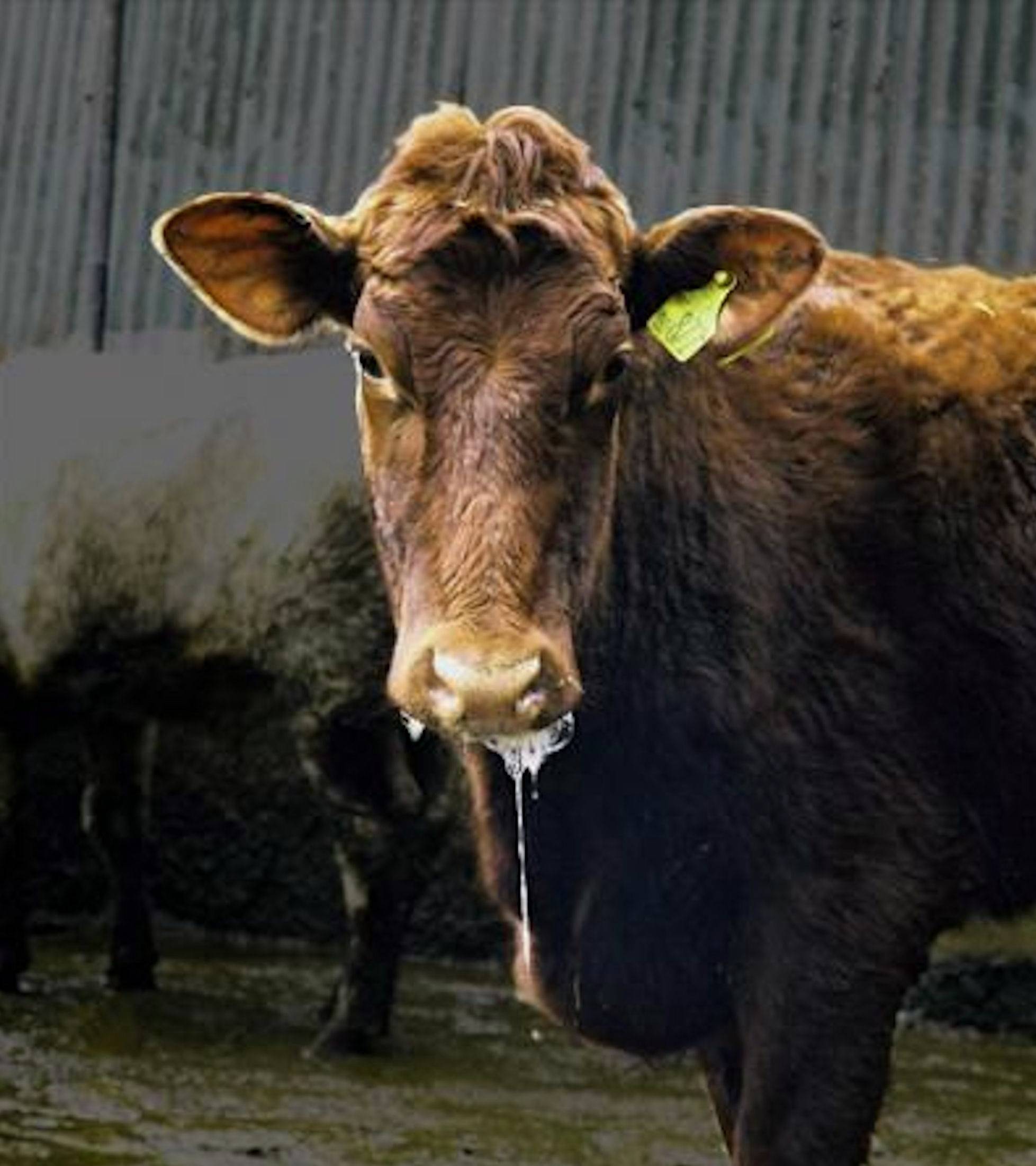 Лечение паратуберкулеза у крупного рогатого скота: причины заболевания, симптоматика, методы диагностики