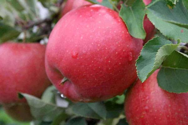 Яблоня чемпион: описание сорта, характеристика плодов, схема посадки, особенности выращивания, сроки сбора и хранения урожая