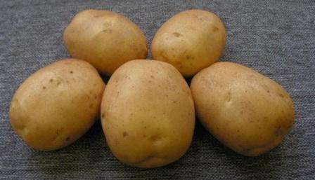 Картофель санте: описание и характеристики сорта