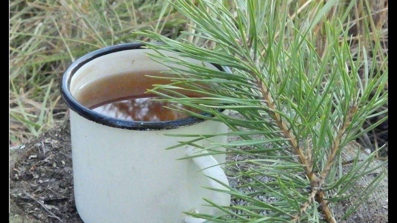 Чай из сосновых иголок: полезные свойства и вред | польза и вред