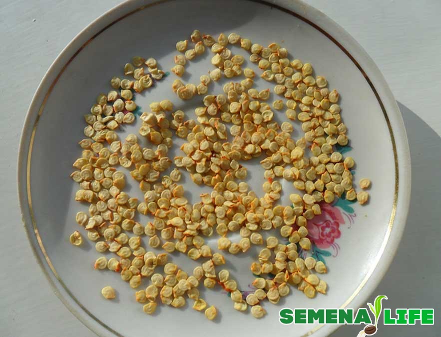 Как собрать семена перца в домашних условиях: инструкция по правильной заготовке посевного материала