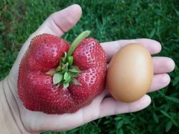 Небесная ягода tengoku клубника для домашнего выращивания