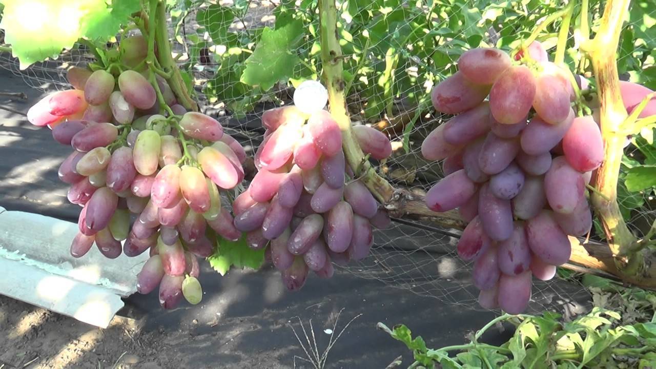 Фото винограда орион фото и описание