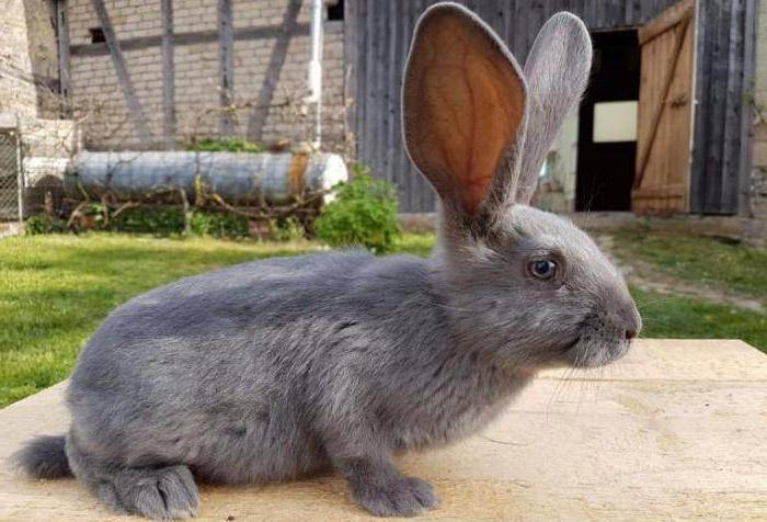 Продуктивная характеристика кроликов породы ризен