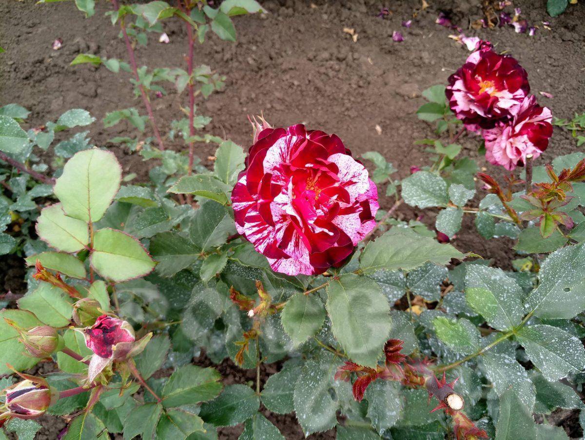 Посадка роз в открытый грунт летом в июне и июле, можно ли, как правильно сажать