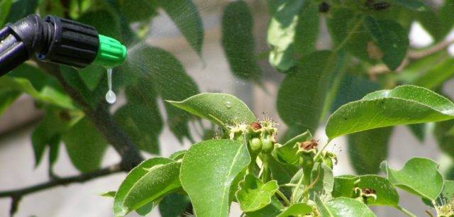 Чем обработать грушу от плодовой гнили. гниют плоды груши на дереве: что делать. бактериальный ожог груши: лечение и профилактика