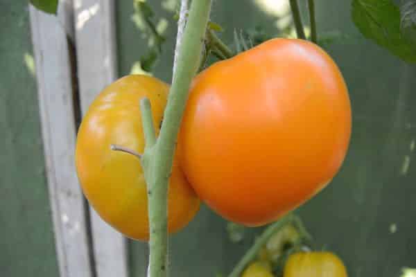 Сорт томата «гигант лимонный»: описание, характеристика, посев на рассаду, подкормка, урожайность, фото, видео и самые распространенные болезни томатов