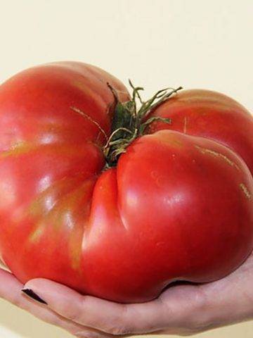 Описание и характеристика сорта томата «медвежья лапа», особенности выращивания помидоров