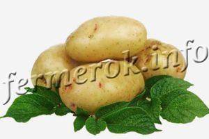 Картофель красавчик: описание, особенности выращивания и ухода за сортом
