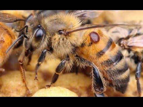 Обработка пчел от клеща — эффективные способы лечения и профилактические действия