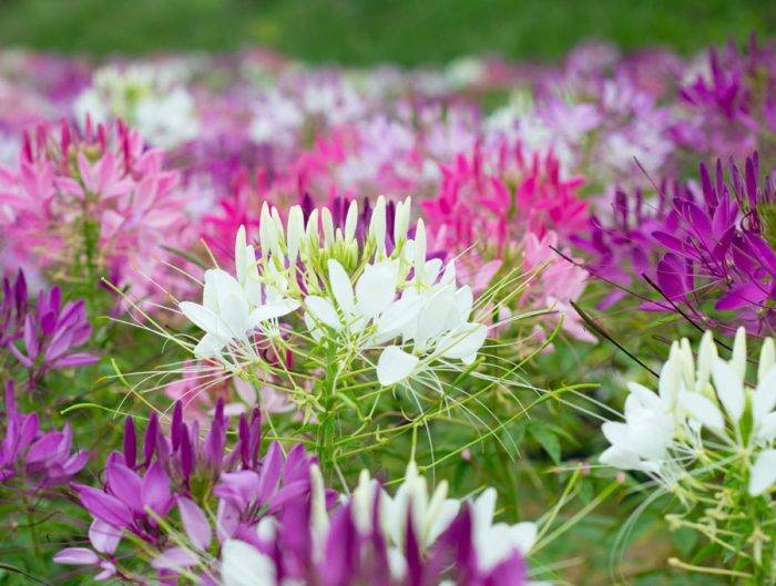 Клеома цветок — описание и особенности ухода за культурой
