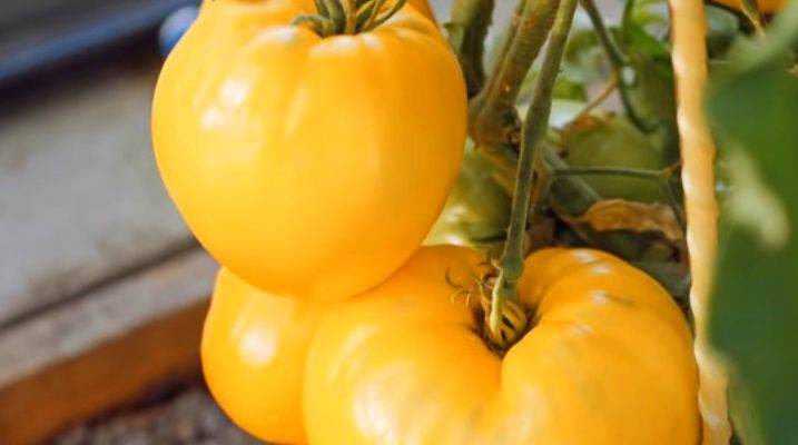 Характеристика и описание сорта томата оранжевая клубника немецкая, его урожайность