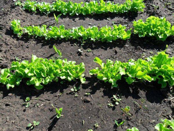 Как вырастить салат на подоконнике