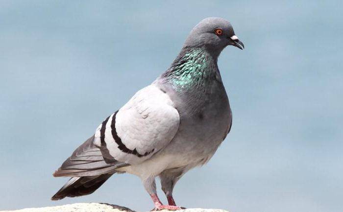 Бакинские бойные голуби: описание породы с фото, виды, уход с содержанием