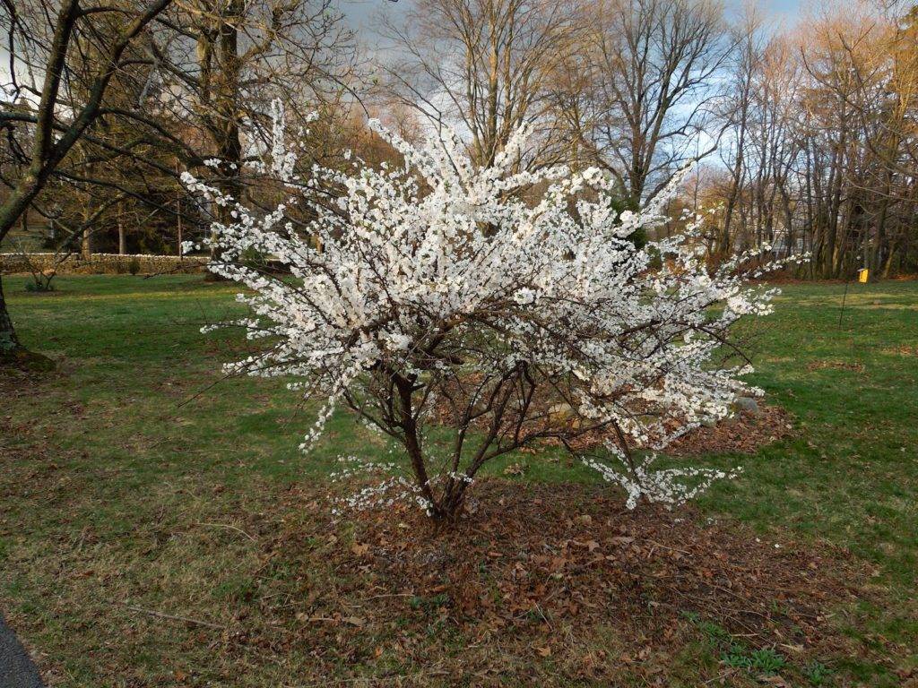 Посадка вишни весной: подготовка, инструкции, уход