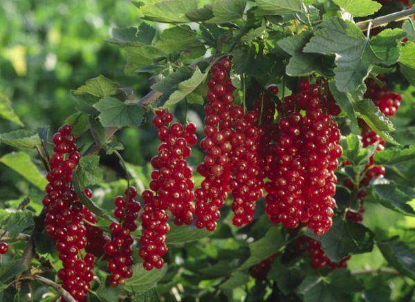 Красная смородина ранняя сладкая - обильный урожай в начале лета