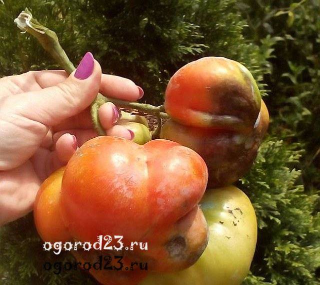 Как уберечь томаты от фитофтороза и кладоспориоза – 7 главных правил профилактики