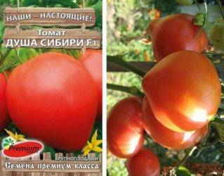 Описание сорта томата сибирский козырь и его характеристики