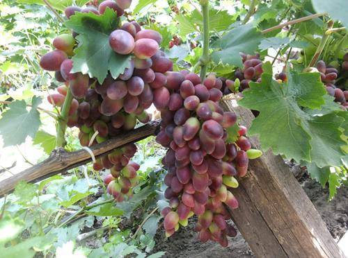 Виноград красотка: эффектный сорт, полностью соответствующий названию