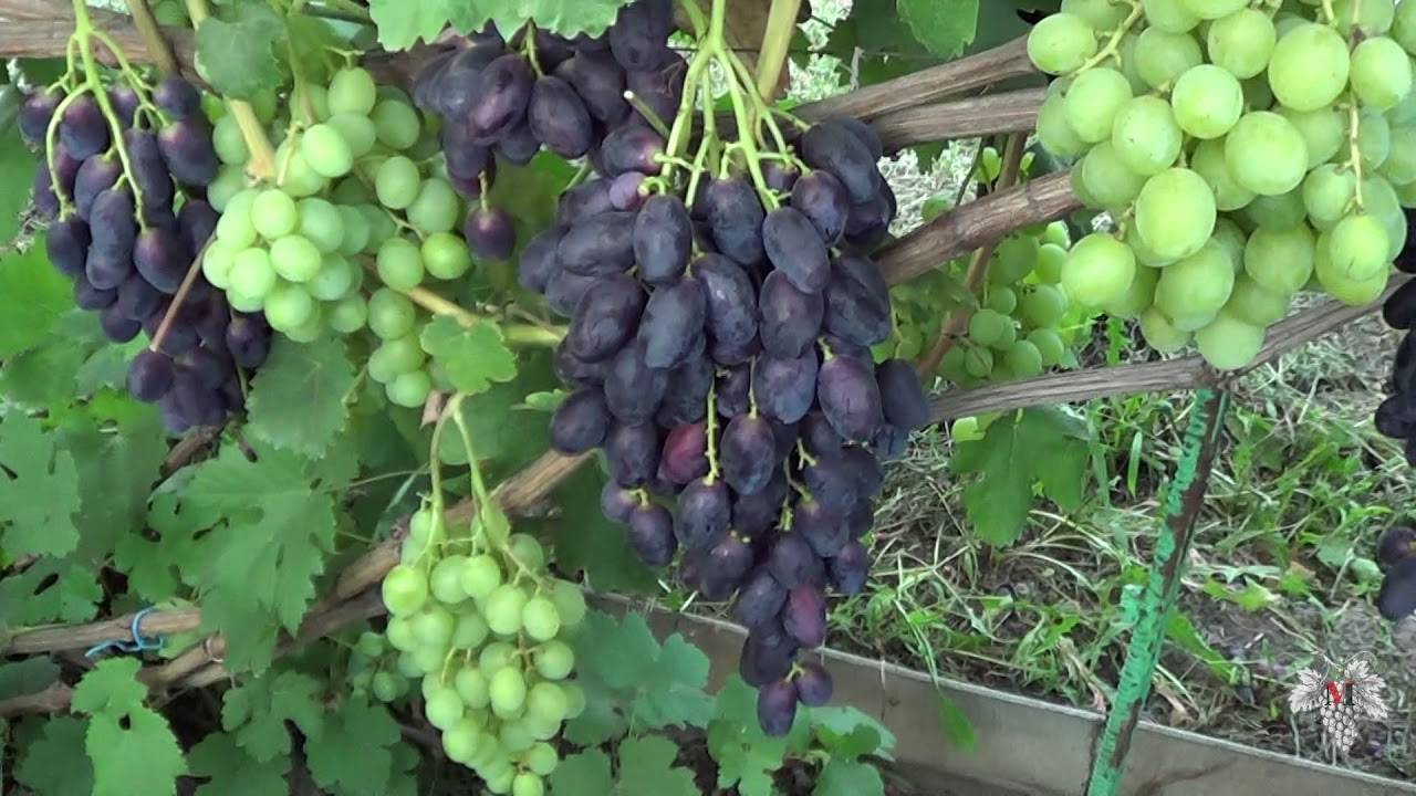 Описание сорта винограда велика