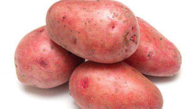 Качественный картофель родом из германии "рамос": описание сорта, характеристика и фото