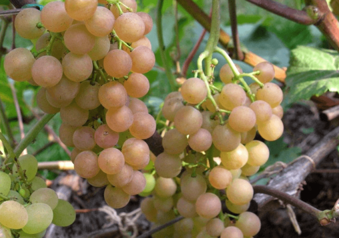 Выносливый виноград с гармоничным вкусом — сорт «платовский»