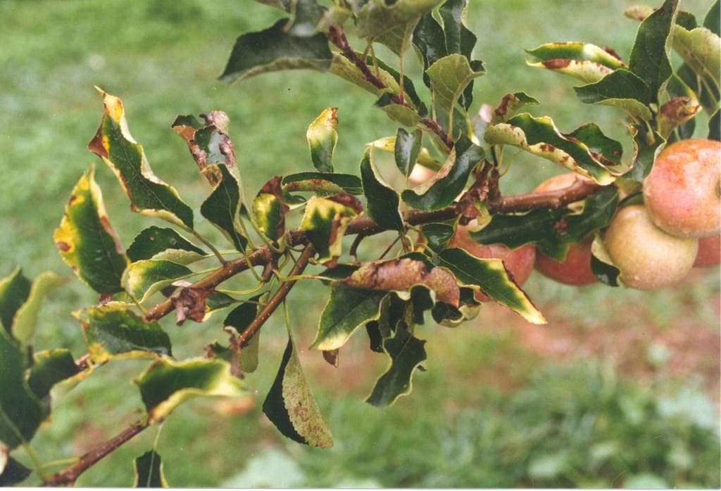Скручивание листьев груши: причины, что делать и чем лечить