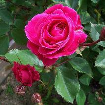 Роза парковая александр маккензи посадка и уход