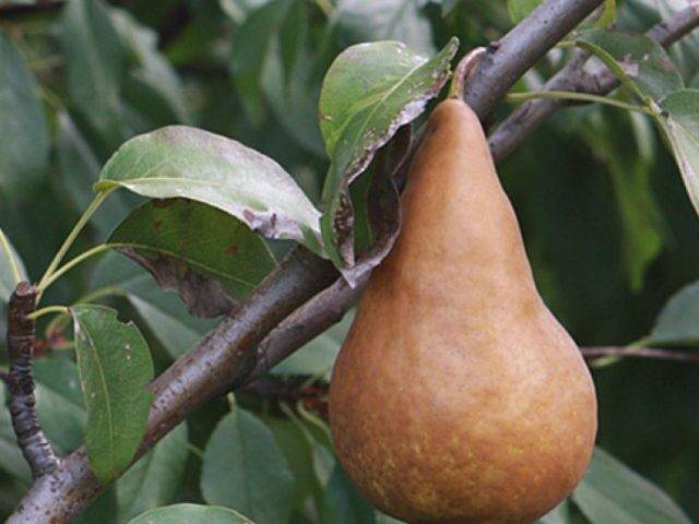Груша "ника": фото плодов, описание сорта и его особенностей