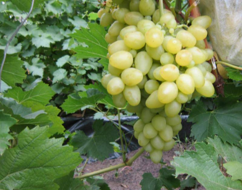 Виноград аркадия: описание сорта, фото, специфика выращивания