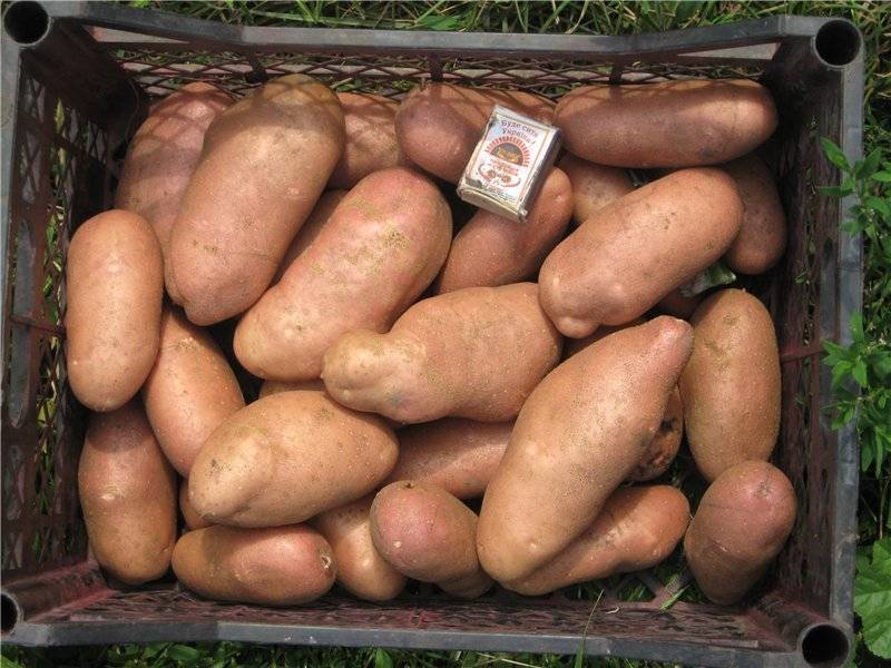 Картофель синеглазка
