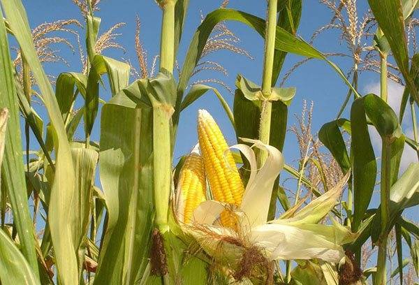 Кукуруза: выращивание и уход в открытом грунте, сбор и хранение урожая