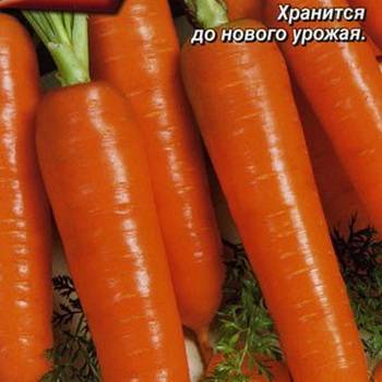 Описание и характеристика скороспелых сортов моркови
