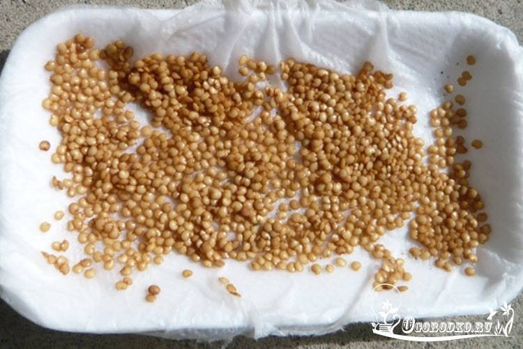 Как подготовить семена баклажанов к посеву на рассаду