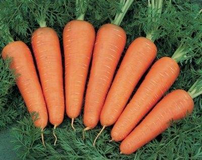 Морковь болеро