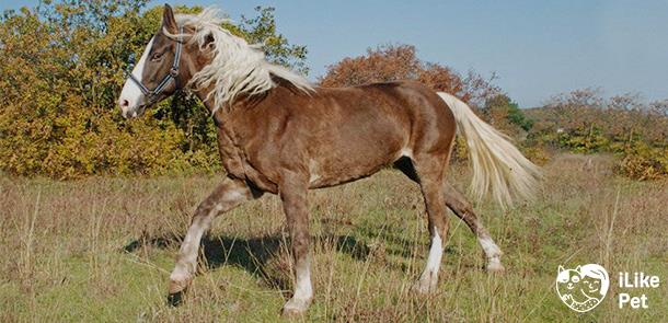 Башкирская лошадь