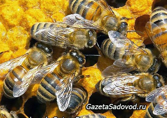 Сборока и формирование гнезд пчел на зиму