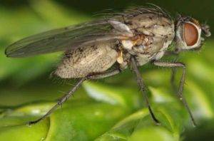 Малинная стеблевая муха: чем опасен этот вредитель и как с ним бороться