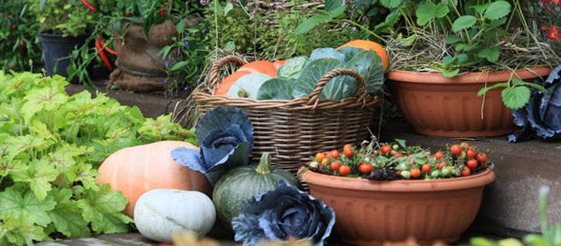 Сульфат калия – применение удобрения на разных почвах. нормы для томатов и винограда