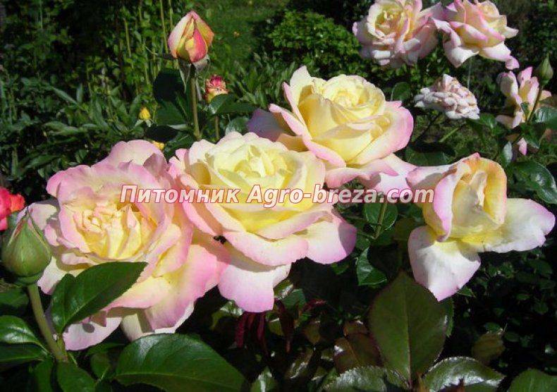 Роза флорибунда Никколо Паганини: описание сорта, фото, отзывы
