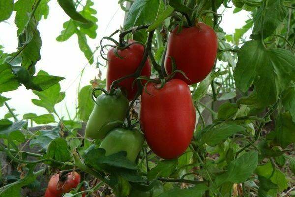Характеристики томатов «кенигсберг»
