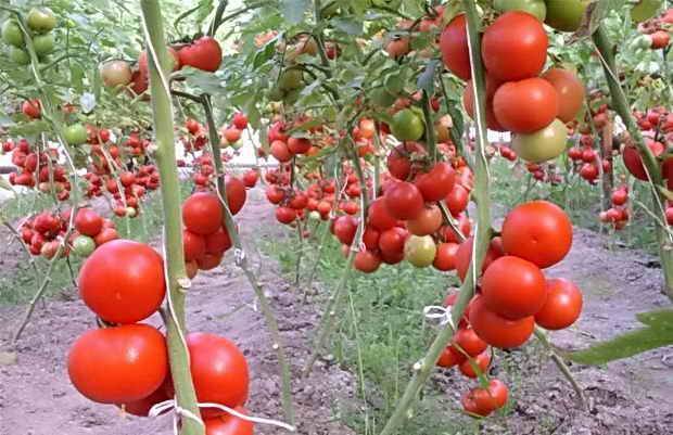 Индетерминантные томаты: характерные особенности, распространённые сорта, нюансы выращивания